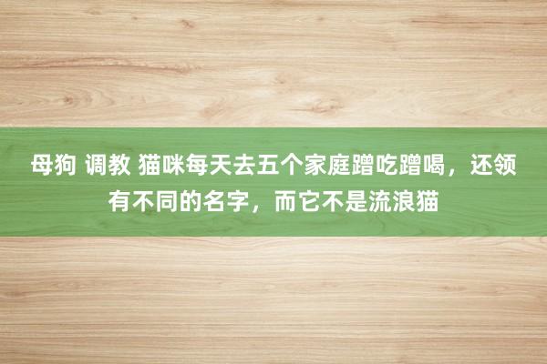 母狗 调教 猫咪每天去五个家庭蹭吃蹭喝,还领有不同的名字,而它不是流浪猫
