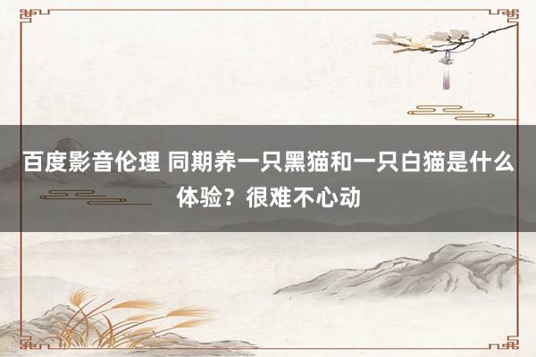 百度影音伦理 同期养一只黑猫和一只白猫是什么体验?很难不心动